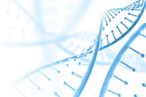 DNA - gene