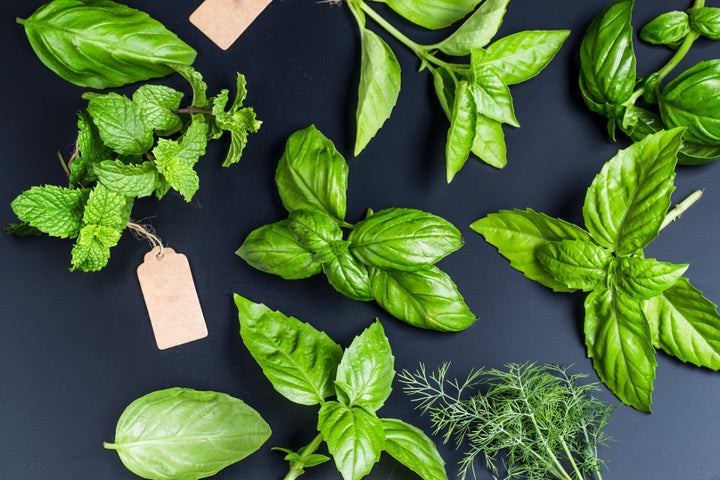 Benefits of basil leaves 